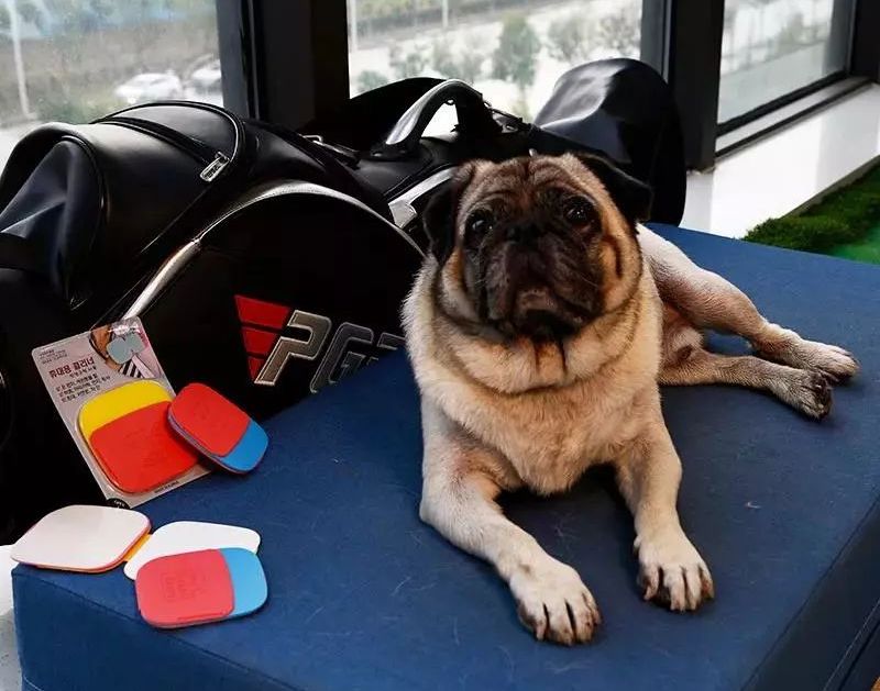 金丝绒衣服沾灰粘毛怎么办,衣服很容易粘毛沾灰