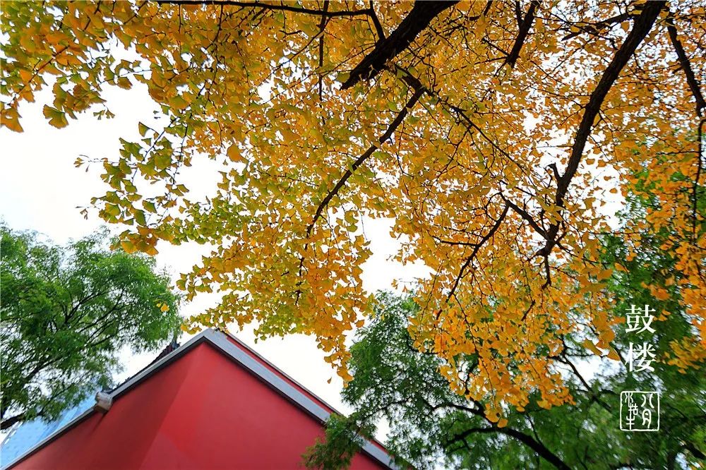 鼓楼70岁的老人免费吗,鼓楼60岁以上老人免票吗