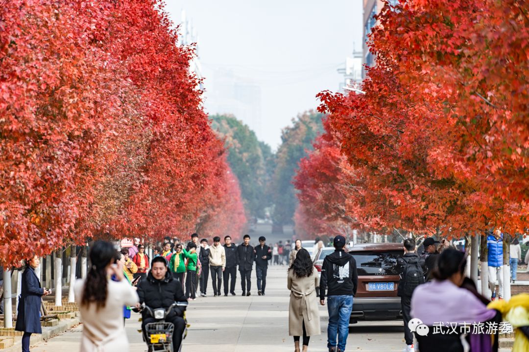 红叶最佳旅游地点武汉,武汉看红叶最好的地方