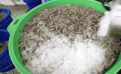 去虾头、开虾背、撕虾壳，剥虾仁的流水线长这样