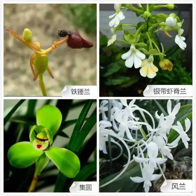 爱开花的兰花有哪些,春夏季开花的兰花种类大全