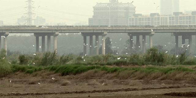武汉市观鸟最佳的湿地公园,武汉湿地公园鸟类