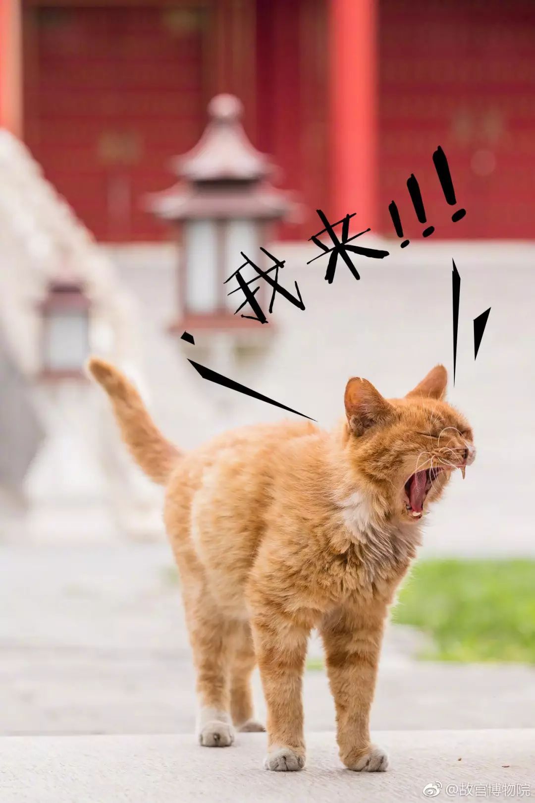 怎么处理小野猫,遇见小野猫怎么才能把它引过来呢