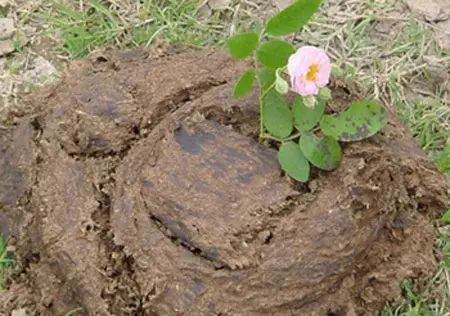 牛粪鸡粪羊粪哪种更肥,羊粪鸡粪牛粪到底哪个养分高