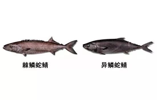 你真的吃过鳕鱼吗,你吃过的鳕鱼是真的吗