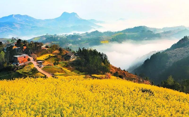 有了绿牌还能拥有大牌,有了绿牌再去拍蓝牌