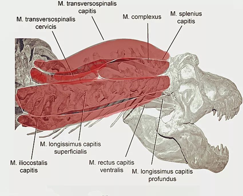 咬合力最小的恐龙是什么龙,恐龙中最大最厉害的恐龙是什么