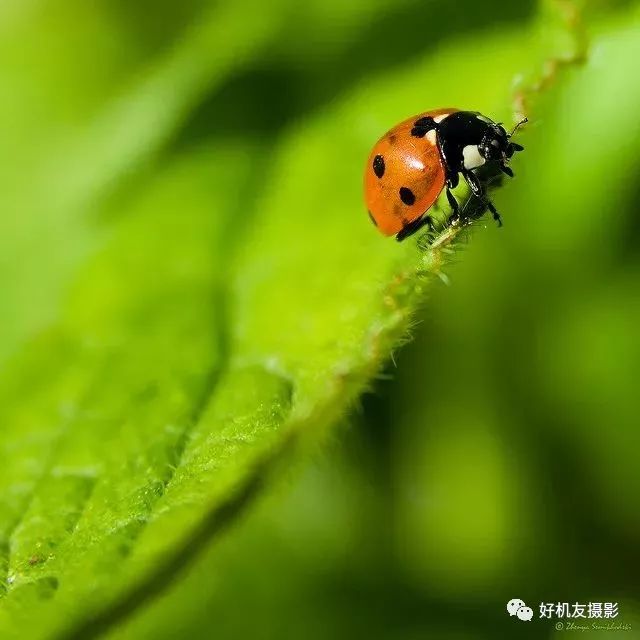 构图采用三分构图法,三分法也称之为填制构图法
