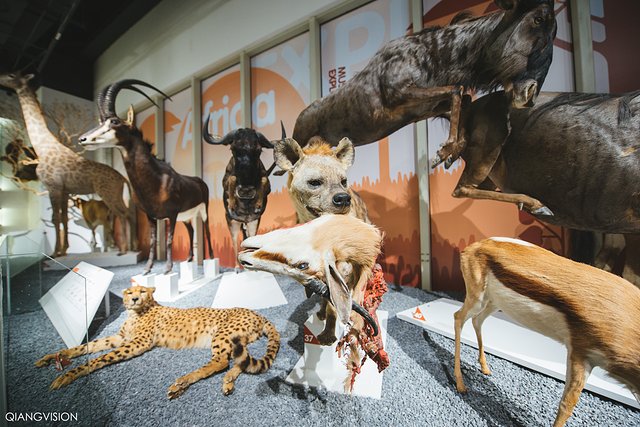 成都怎么玩一天一夜,如何在成都耍一天