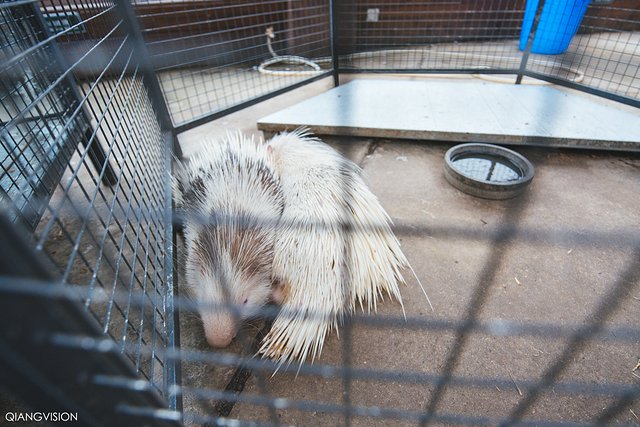 成都怎么玩一天一夜,如何在成都耍一天