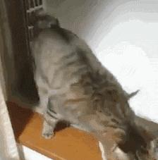 狗和猫智商哪个高,猫的智商到底有多高