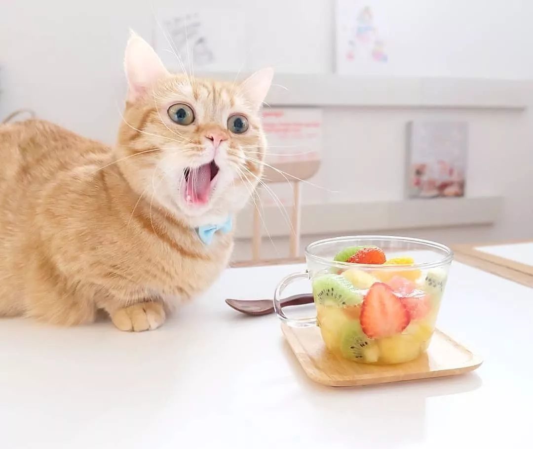 狗和猫智商哪个高,猫的智商到底有多高