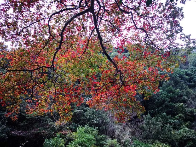 厦门云雾缭绕人间仙境山顶美景,厦门最美山上风景