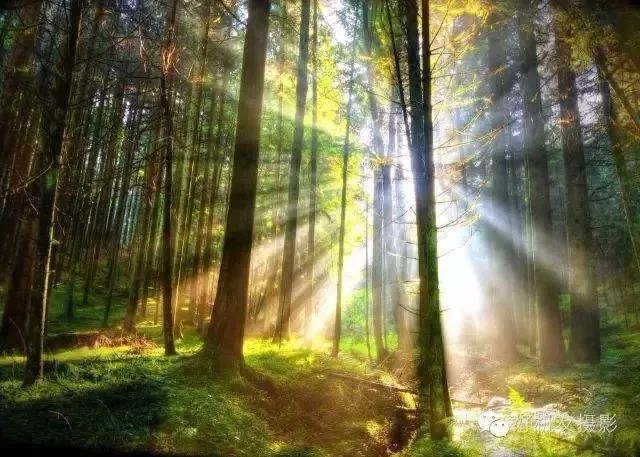 如何选购单反三脚架,捷信三脚架选购