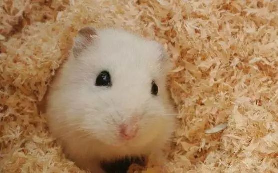 仓鼠科学饲养,学生仓鼠怎么养会听话