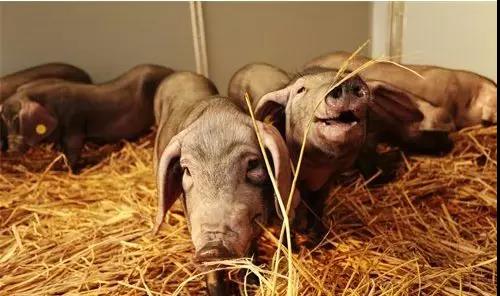 丁磊是什么时候开始养猪的,网易游戏丁磊为什么还养猪