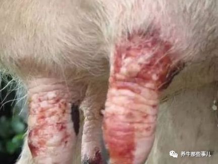 口蹄疫3天病死7头牛怎么治疗