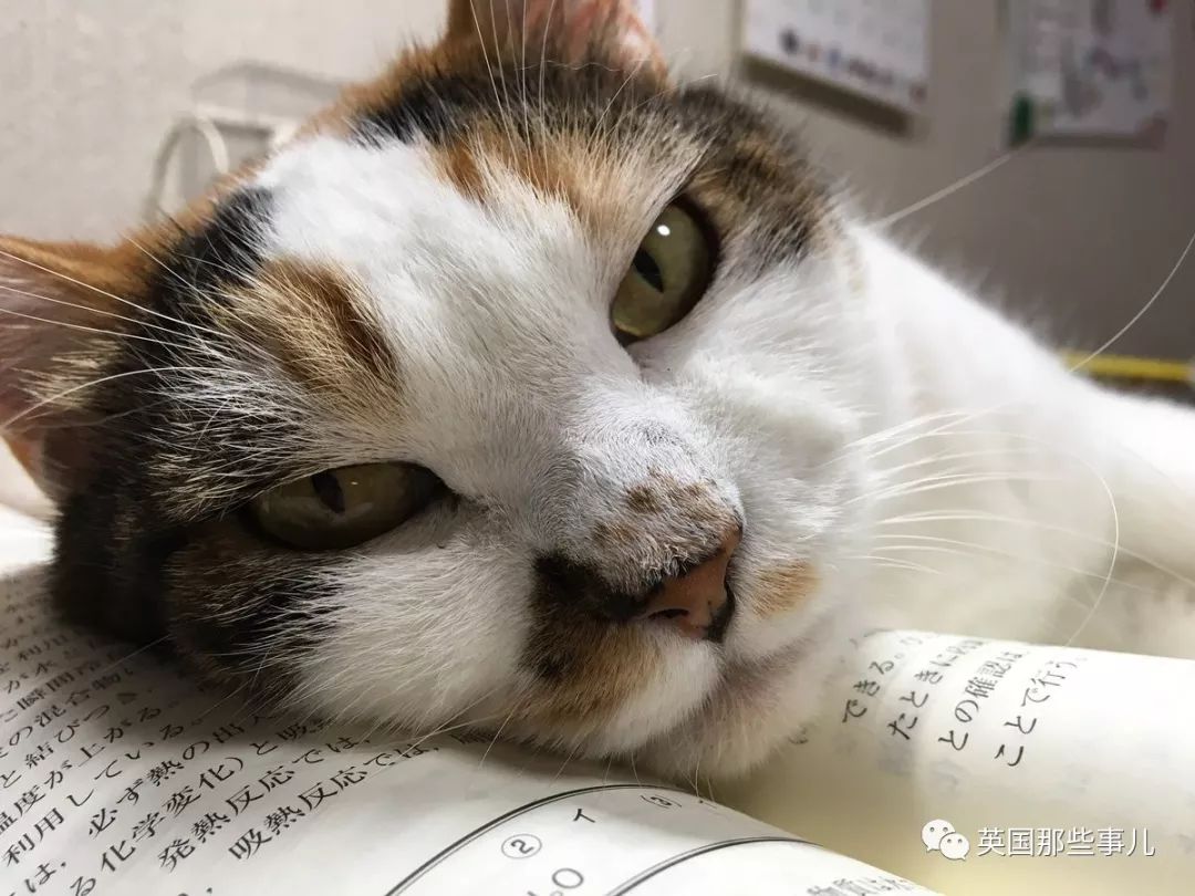 2018年在日推上“青史留名”的喵星人，引起舒适！