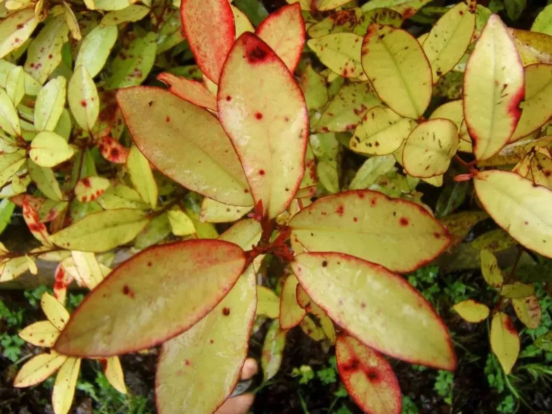 干裂救星护手霜,唇干裂用什么润唇好