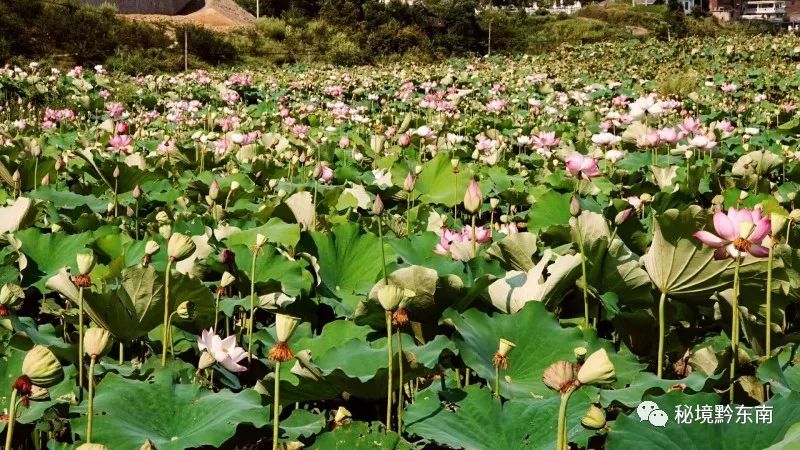 黔东南州5a级景区是哪个,黔东南州凯里碧波花诗园旅游景区