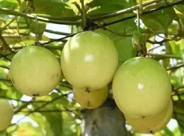 2020网红水果有哪些,盘点2018十大网红水果