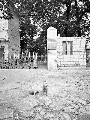 免费领养狗狗来这里申请就行丨广州市犬只留验所收留无主犬,关注“文明养犬你我他”公号可获取信息