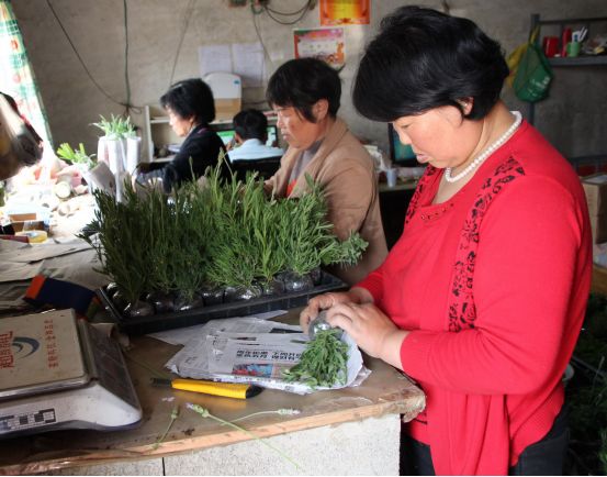 夏邑县特色农村,夏邑县前十村庄