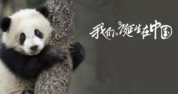 老外多爱猫咪,老外多爱中国