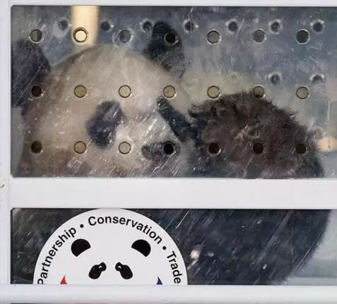 老外到底多喜欢熊猫,老外看中国大熊猫