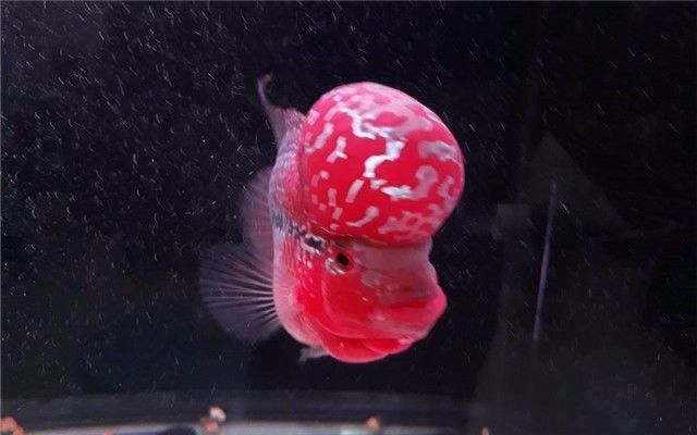 罗汉鱼老是缩鳍怎么办,罗汉鱼突然瘪头怎么回事