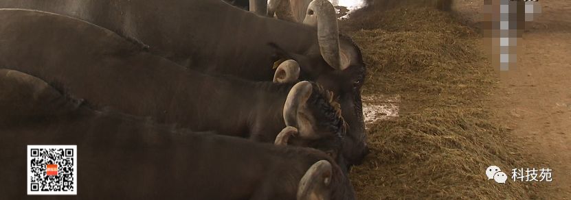 北奶南调运费高,水牛改行去产奶!