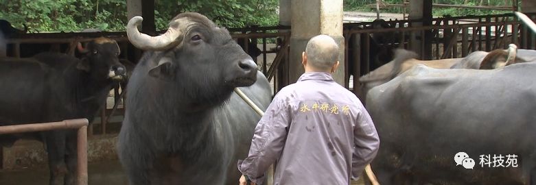 北奶南调运费高,水牛改行去产奶!