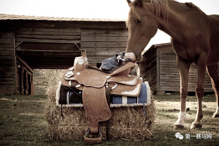 鬼马系列写真,马写真高清图片大全