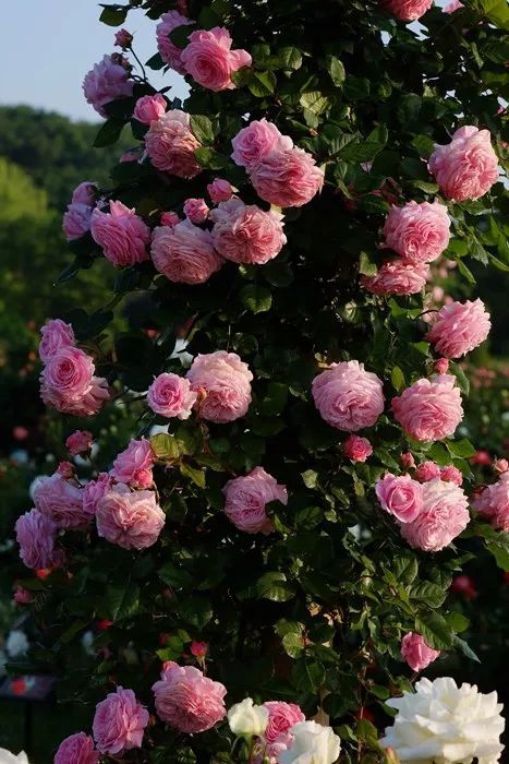 日本顶级微型月季,日本顶级盆栽大师