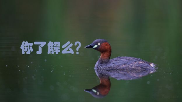 身边没有野生动物？也许是你不够慢