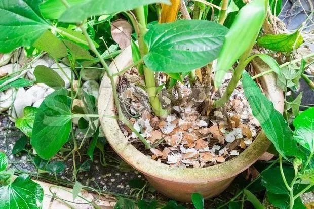 家里盆栽洋葱开花,洋葱盆栽开花