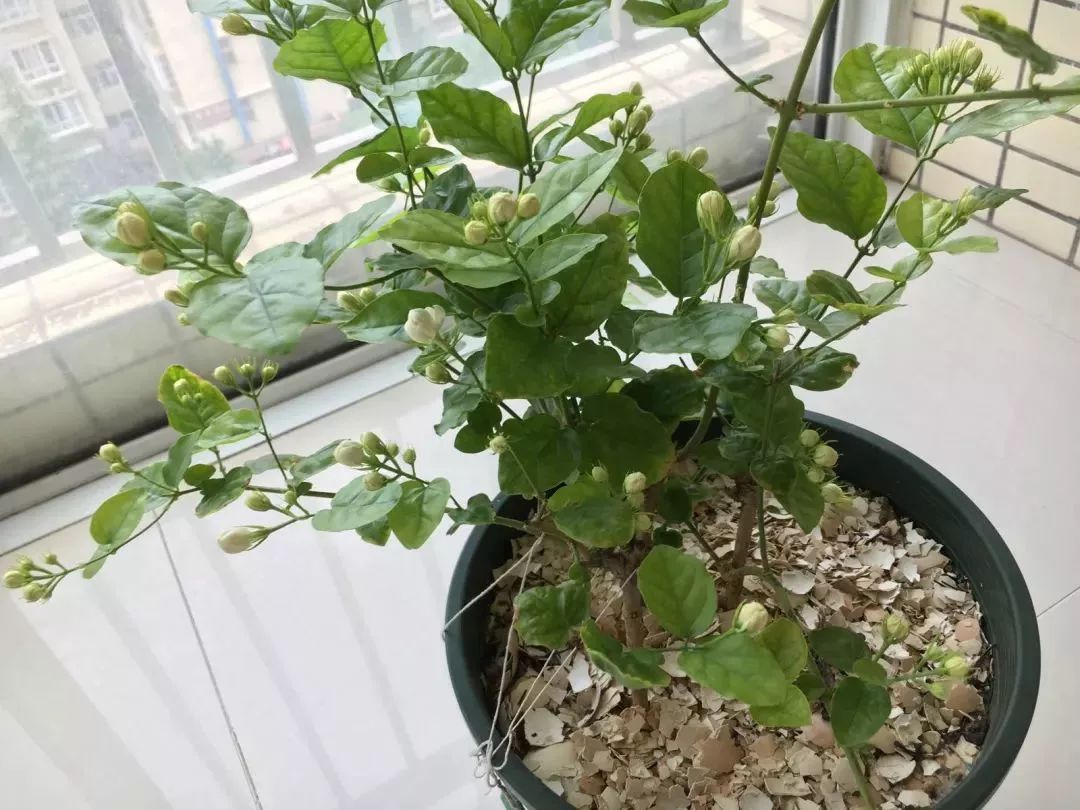 家里盆栽洋葱开花,洋葱盆栽开花