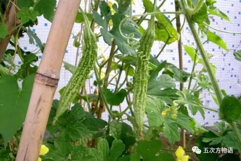 苦瓜与金铃子有什么区别,金铃子和苦瓜很像