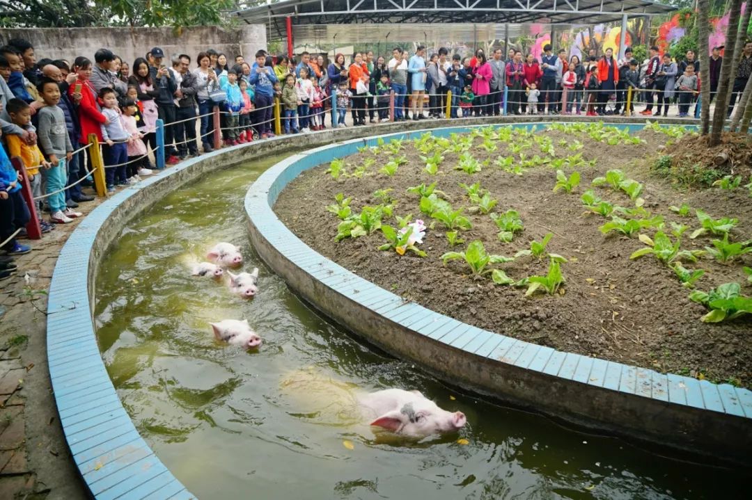 99%的斗门人都没看过的斗门，赶紧看！