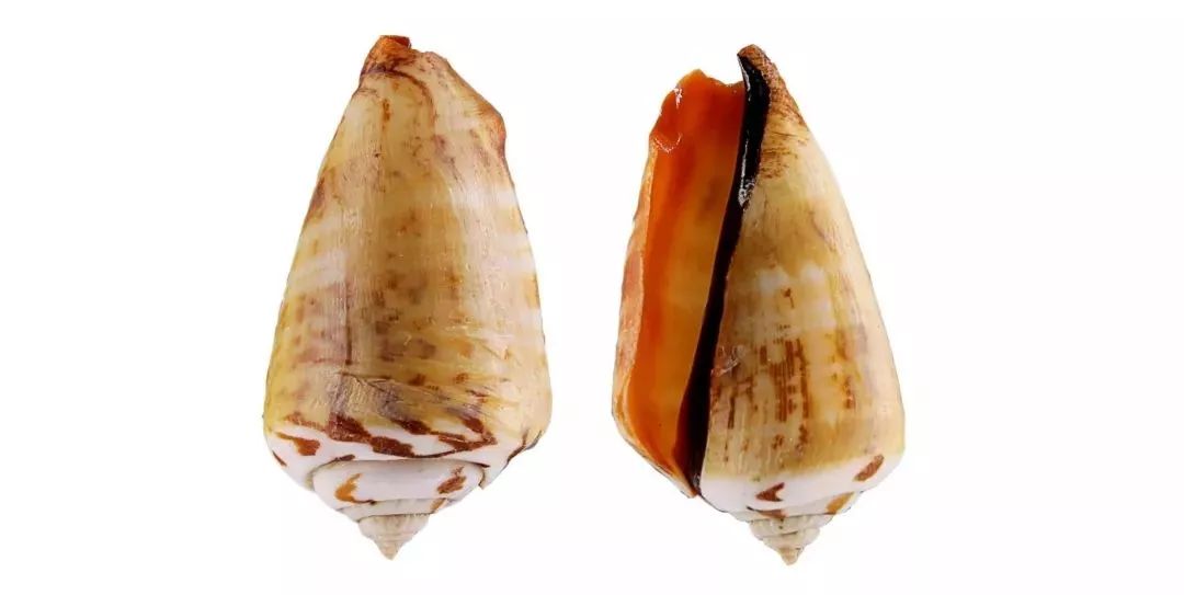 不认识这些海鲜，还敢说吃遍三亚？“三亚发布”能查海鲜限价哦～