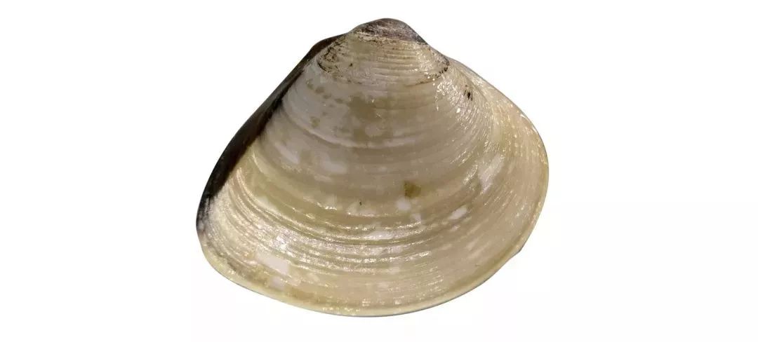 不认识这些海鲜，还敢说吃遍三亚？“三亚发布”能查海鲜限价哦～