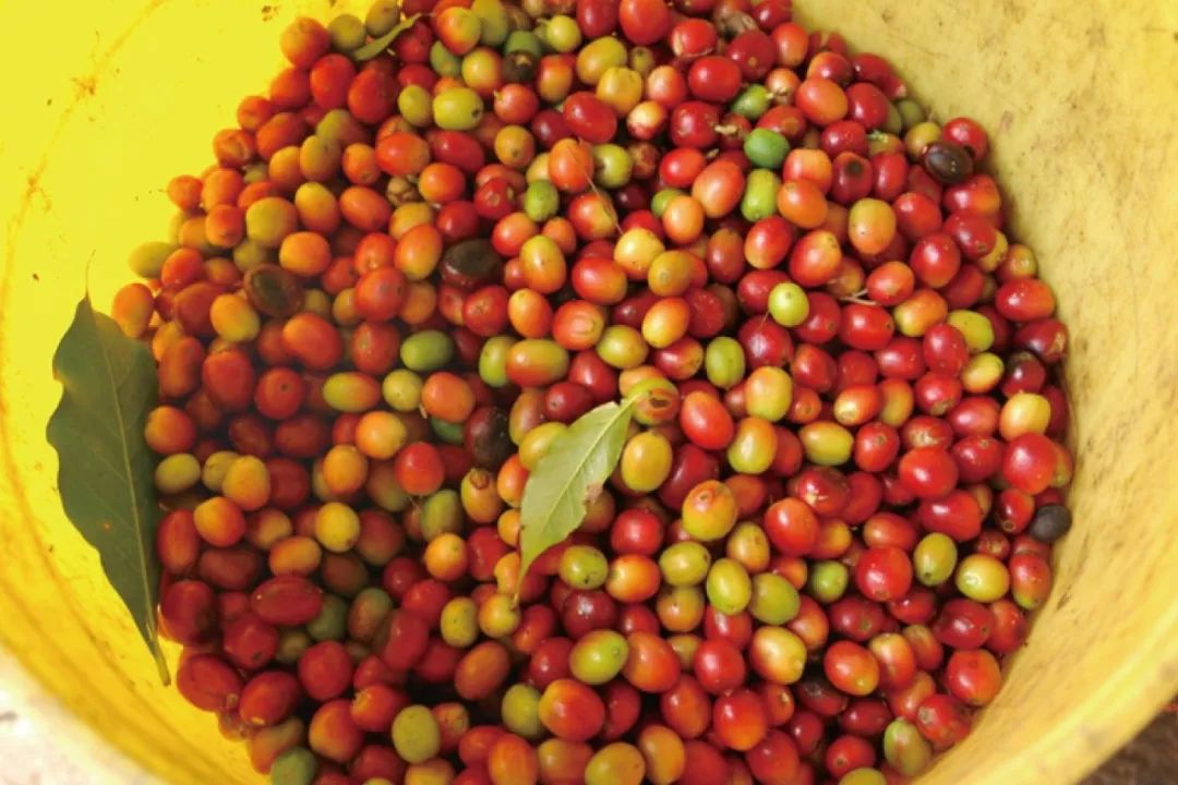 中国最大的咖啡种植产区,亚洲的咖啡产区特点