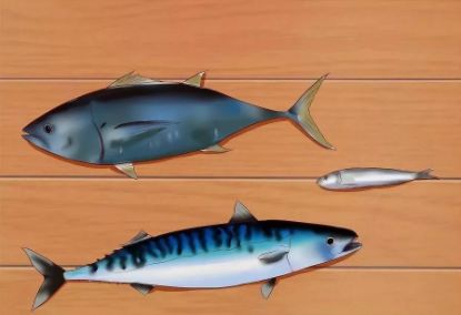 猫咪便秘吃肠道处方粮,猫咪便秘按摩肚子手法