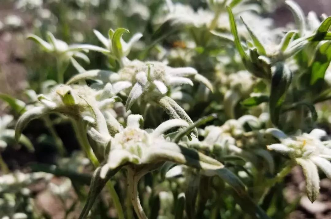 没有这个，怎么安心加班熬夜修仙~