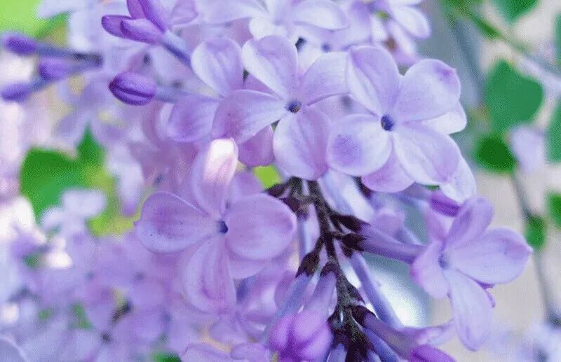 祖玛珑香水和圣罗兰哪个档次高,祖玛珑香水五件套