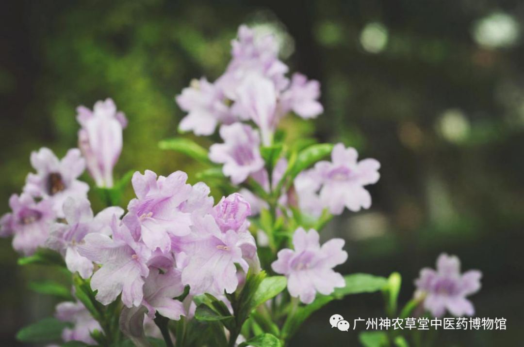 待春花烂漫赏樱花盛开,春花怒放等你来