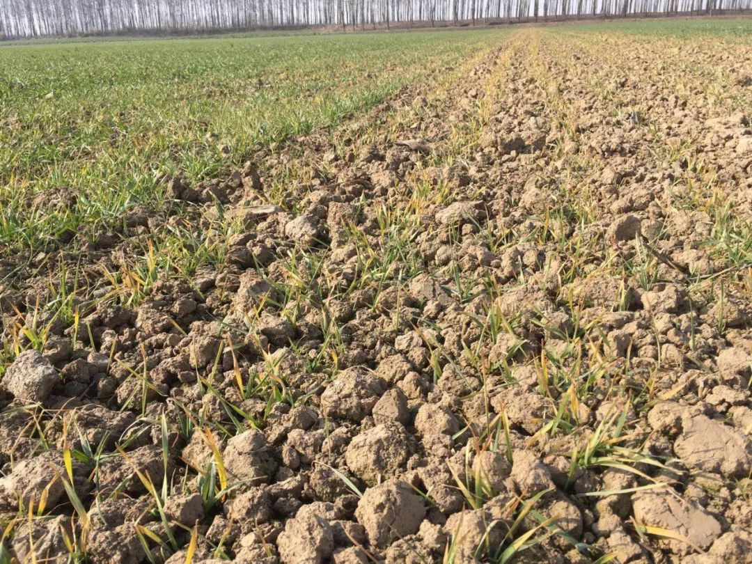 多地小麦出现发黄枯死现象,近期小麦发黄的原因怎么补救