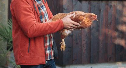 在鸡头装摄像头当稳定器,给鸡头安摄像头