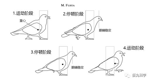 在鸡头装摄像头当稳定器,给鸡头安摄像头