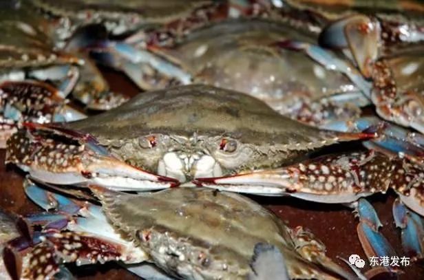 中国最大的对虾养殖基地在哪里呢,东港对虾养殖基地在哪里